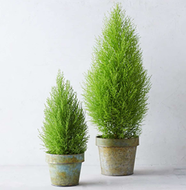 Đất Sạch Tribat Trồng Cây Giàu Dinh Dưỡng