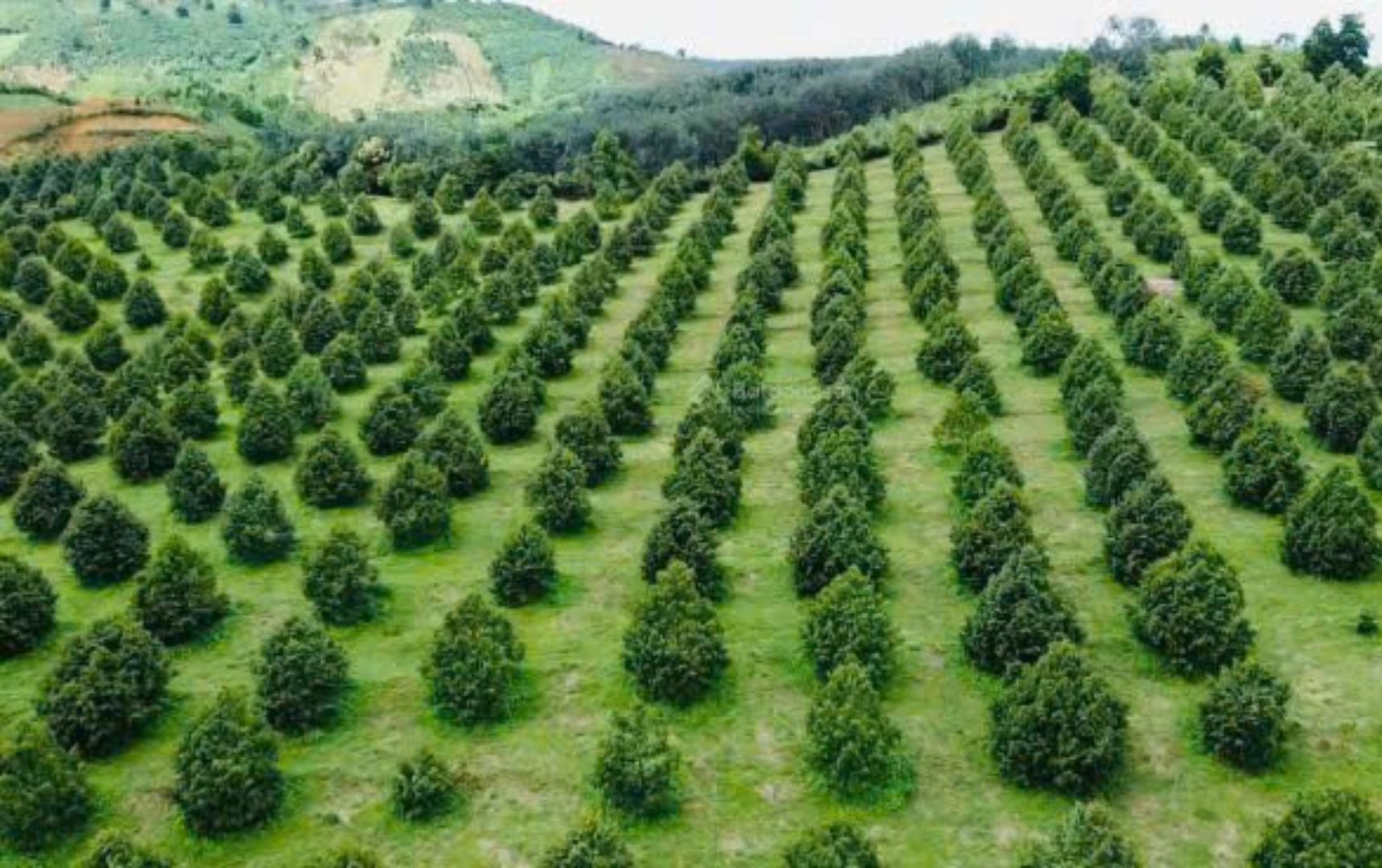 Xây dựng hạ tầng kỹ thuật và phát triển hệ thống nông trại Father's Farm.